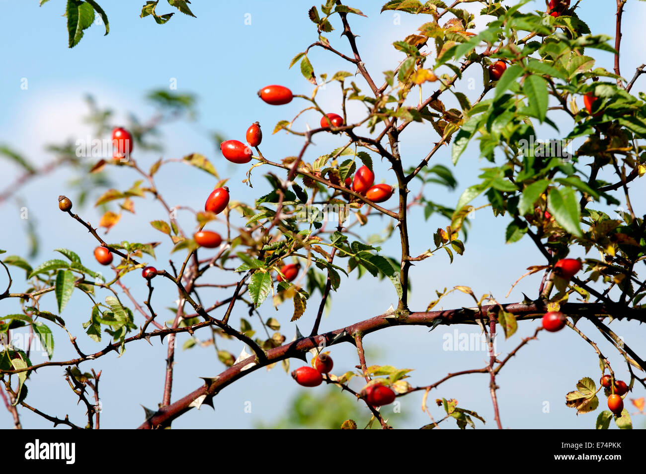 Hundsrose (Rosa Canina) Hüften bei Draycote Wasser, Warwickshire, UK Stockfoto