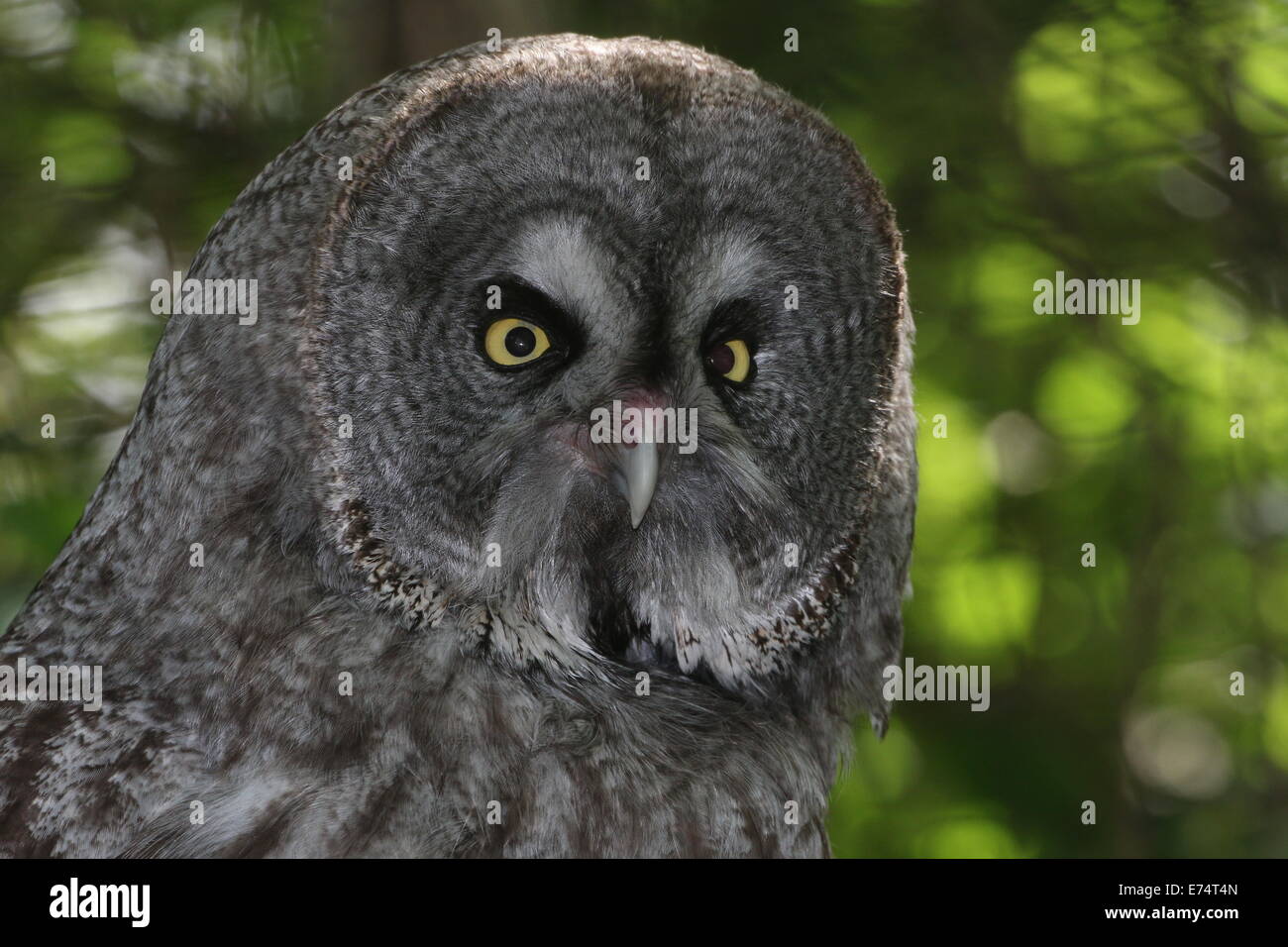 Nahaufnahme des Kopfes von einem großen grau-Eule (Strix Nebulosa) Stockfoto