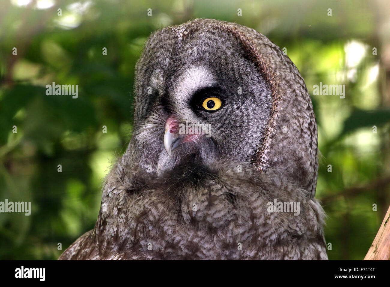 Nahaufnahme des Kopfes von einem großen grau-Eule (Strix Nebulosa) Stockfoto