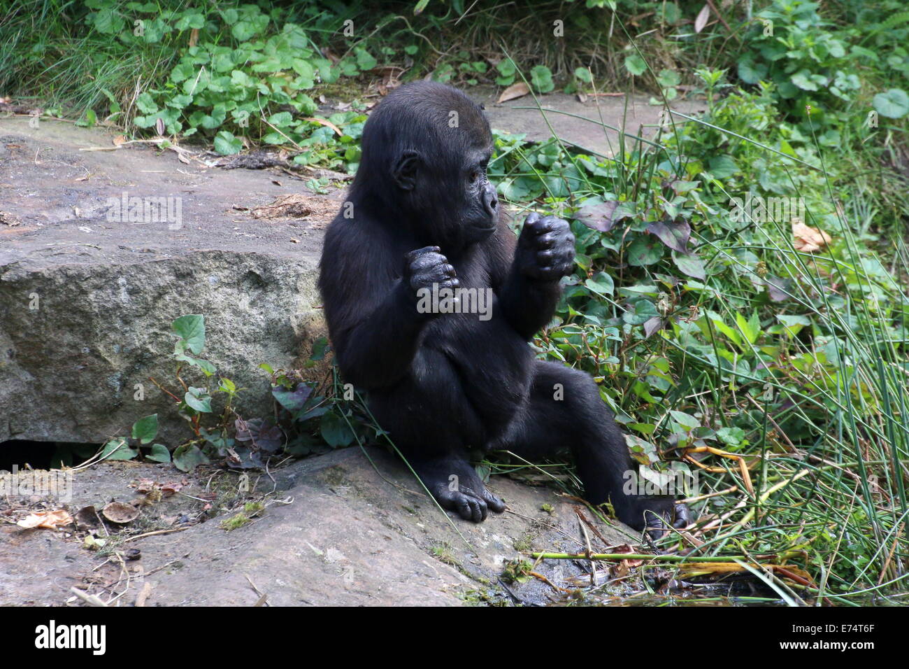 Baby Gorilla in Apenheul Zoo, Niederlande Stockfoto