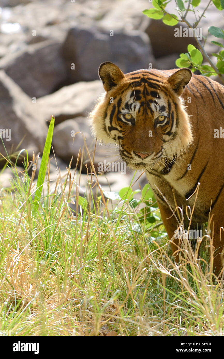 Tiger sitzend Stockfoto
