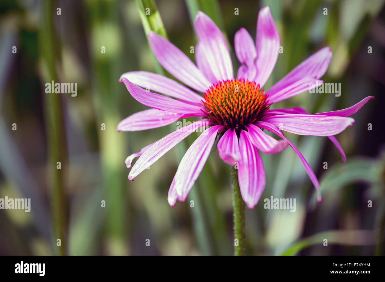 Nahaufnahme von lila Blüten in Echinacea (Echinacea) Stockfoto