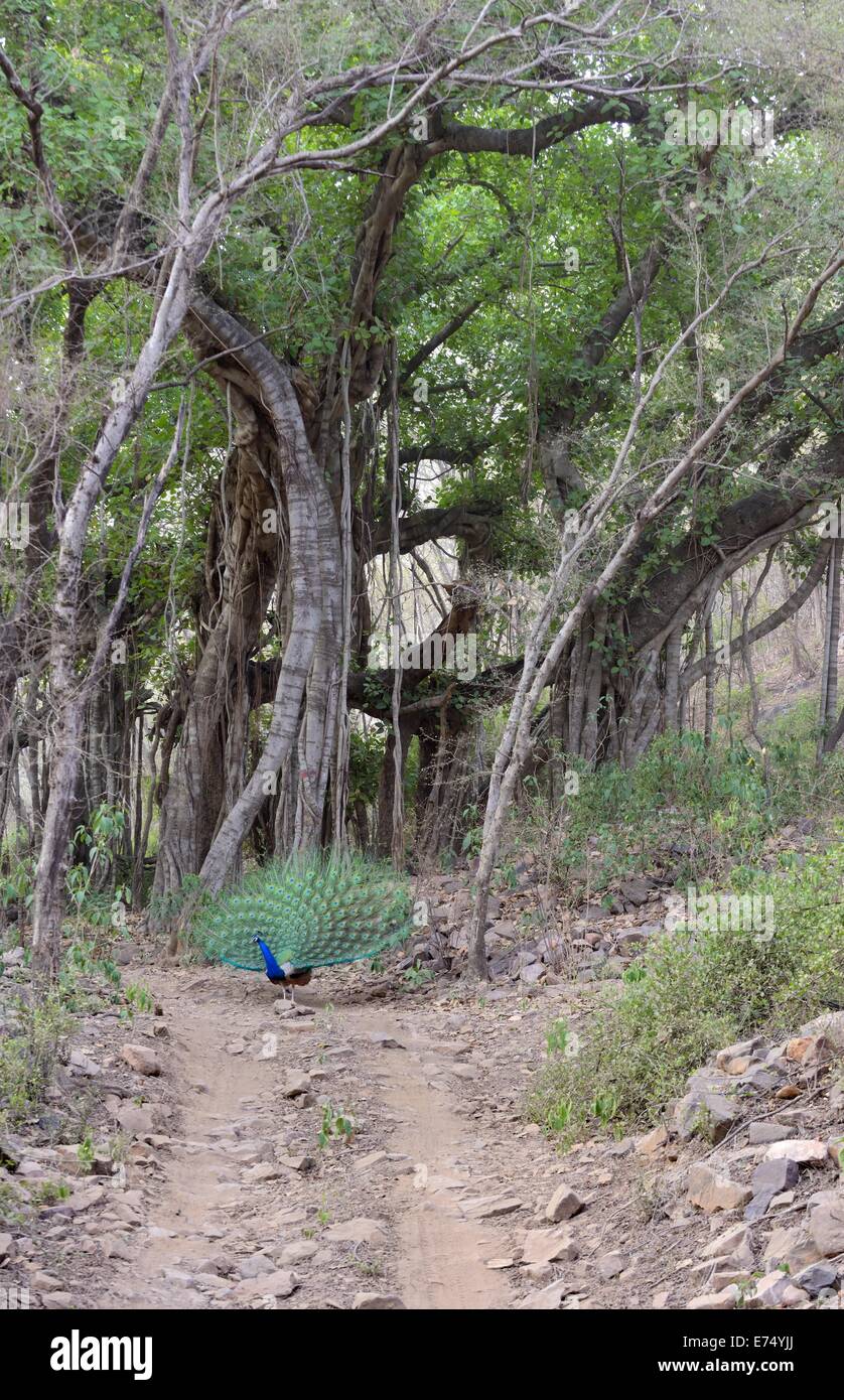 Tanzenden Pfau vor einem Banyanbaum Stockfoto