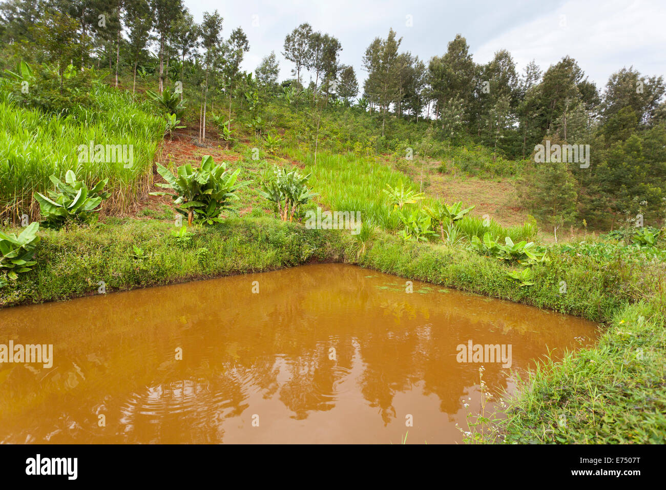 Ein künstlicher Fischteich in einem Tal im grünen Hochland nördlich von Nairobi in Kenia. Stockfoto