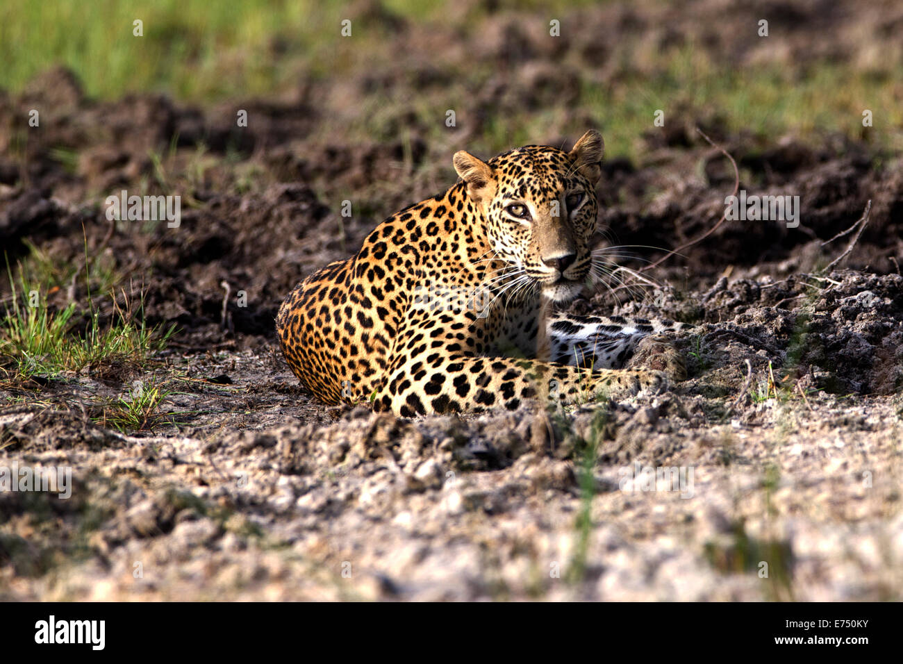 Sri Lanka Leopard (Panthera pardus kotiya) Stockfoto