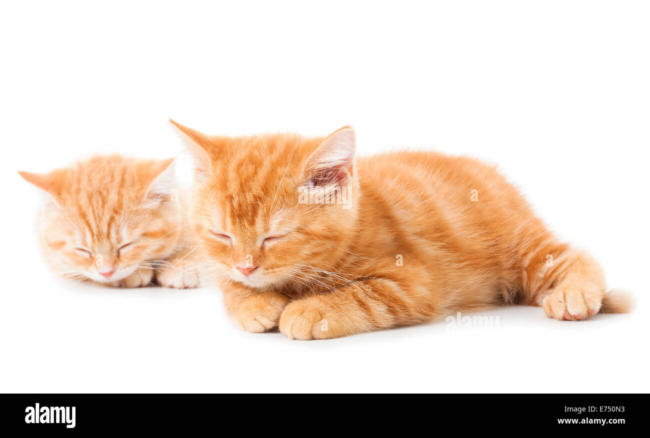 Zwei kleine Ginger Britisch Kurzhaar Katzen auf weißem Hintergrund Stockfoto
