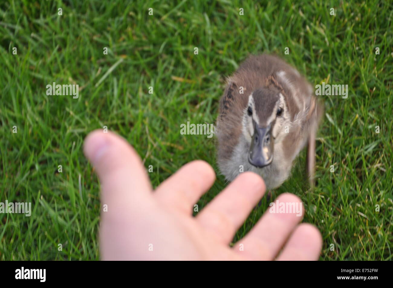 Junge Ente stehend auf dem Rasen, Blick auf die Hand eines Mannes Stockfoto