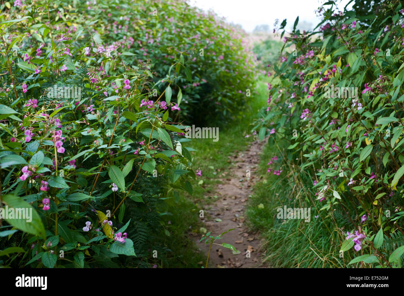 Wanderweg ist bewachsen mit Drüsige Springkraut invasive Arten wachsen bei The Warren Hay-on-Wye Powys Wales UK Stockfoto