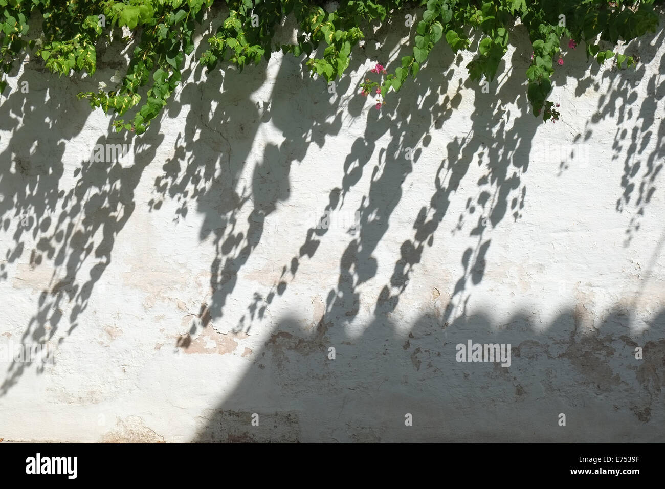 Schatten die Blätter einer Gartenpflanze und ein Pantiled Dach, das über eine weiß getünchte Wand in Menorca, Spanien, geworfen wird Stockfoto