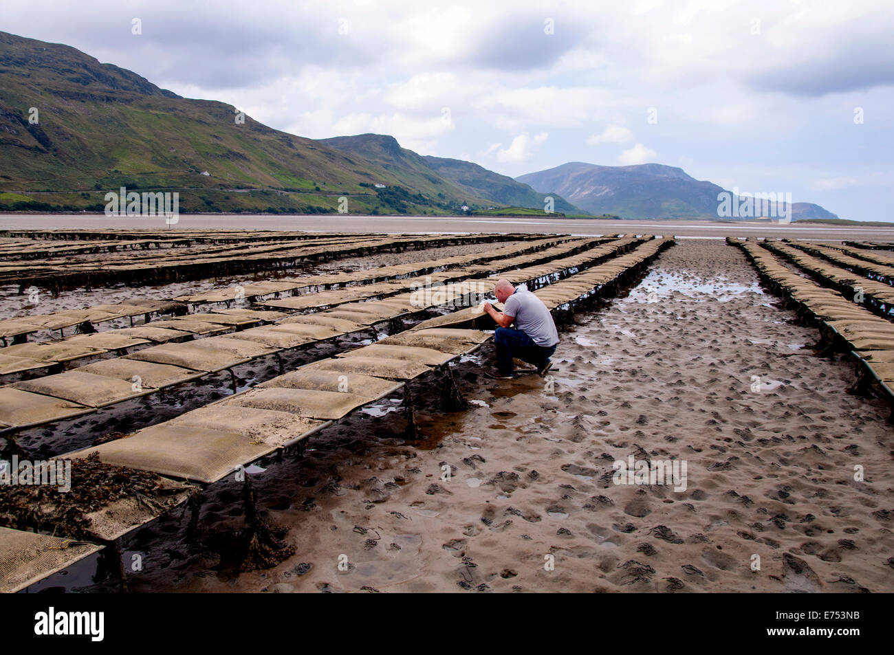 Ardara, County Donegal, Irland. 7. Sept. 2014. Charlie McHugh prüft auf seine Austernbänke, 2,5 Millionen Austern enthalten. Jetzt verkauft er alle seine Erzeugnisse an Paris Restaurants wo Krankheit Französisch Auster Produktion dezimiert hinterlassen hat. Irische Austern sind Premium-Preise jetzt Befehlen, da sie nicht von der Krankheit betroffen sind. Bildnachweis: Richard Wayman/Alamy Live-Nachrichten Stockfoto