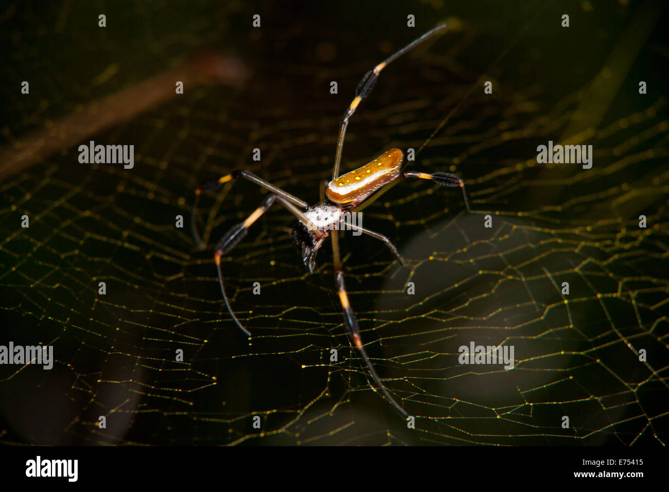 Ein golden Orb Weaver Spider in Costa rica Stockfoto