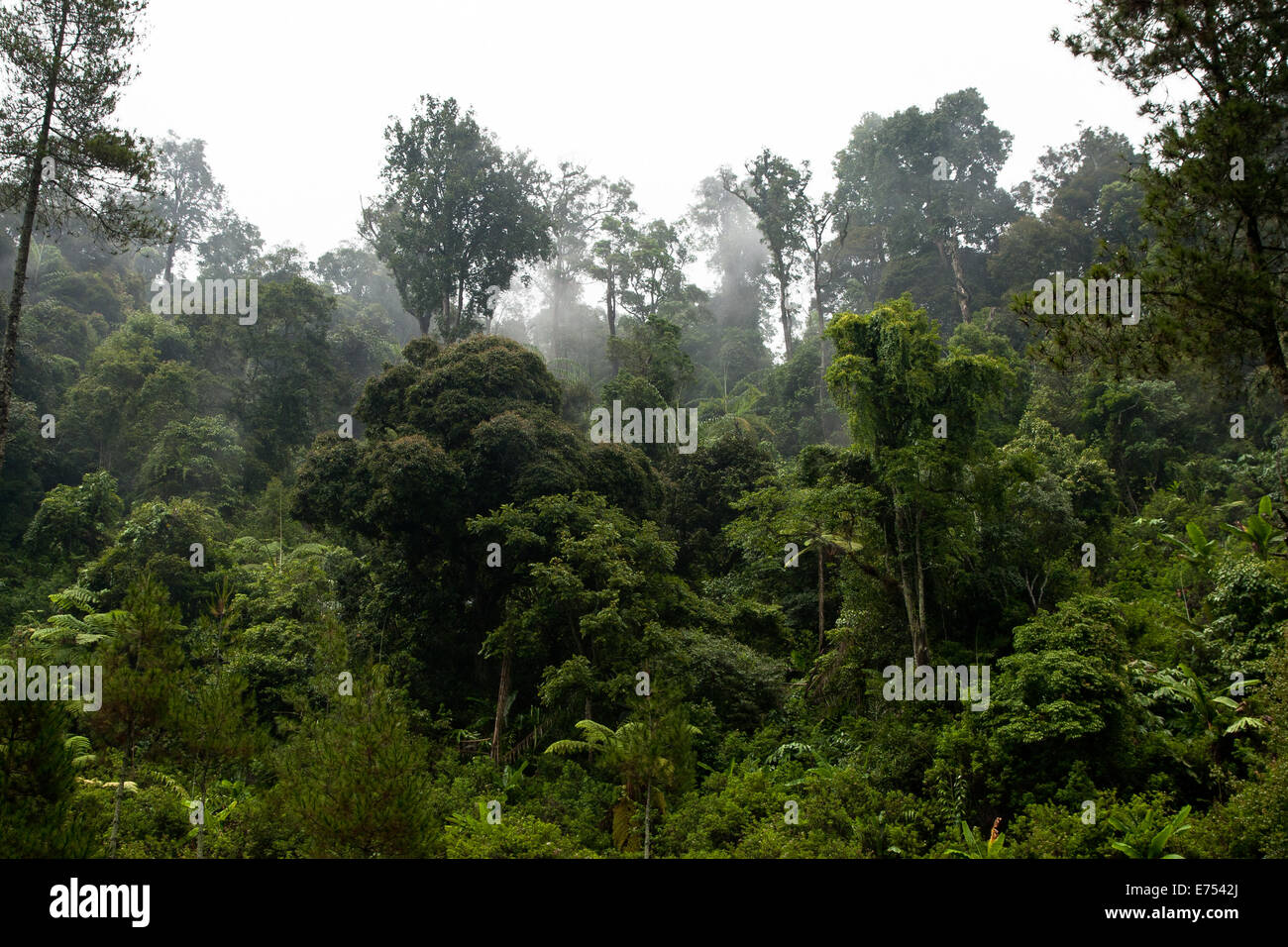 Dschungel in Java, Indonesien. Stockfoto