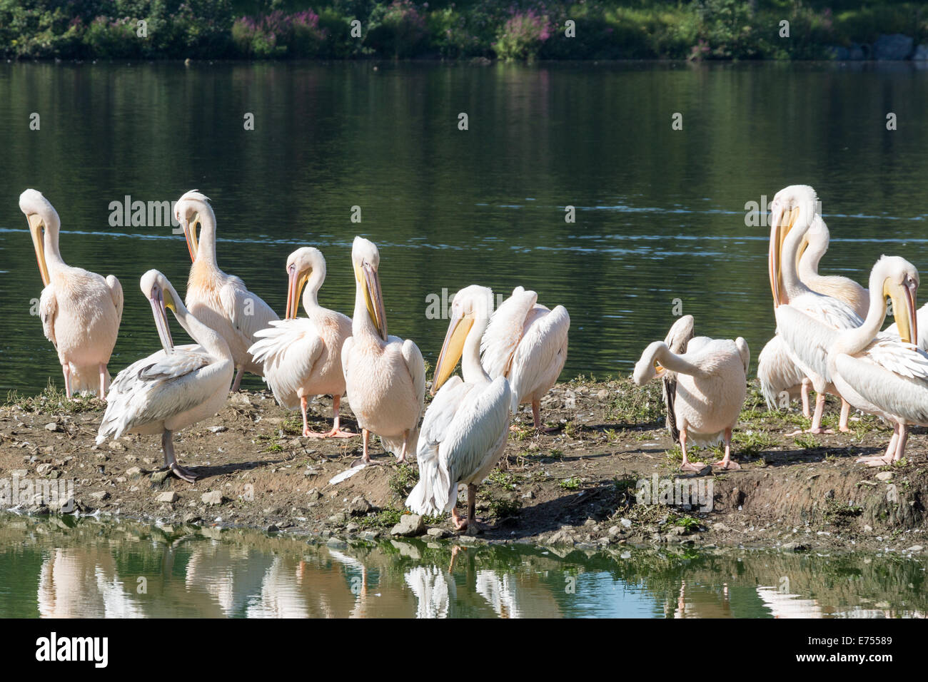 Herde der große weiße Pelikane am Ufer eines Sees Stockfoto