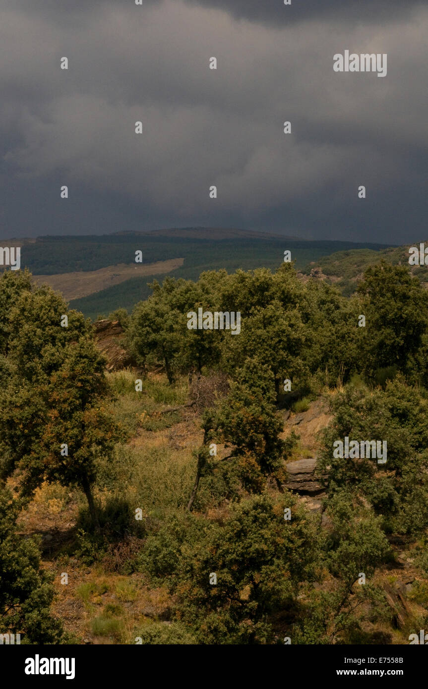 Sturm-Himmel und Atmosphäre verkümmert Gestrüpp Eiche Hügel von Alpujaras Andalucia Spanien Stockfoto