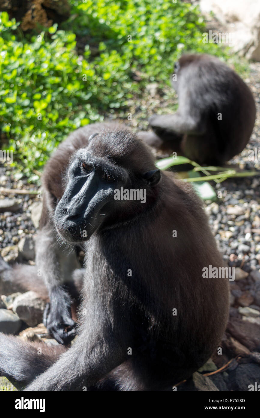 Crested schwarz Makaken in Gefangenschaft Stockfoto