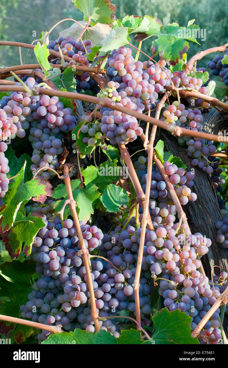 Trauben von Trauben am Rebstock Orgiva Granada Region Alpujarras Süd Spanien Stockfoto