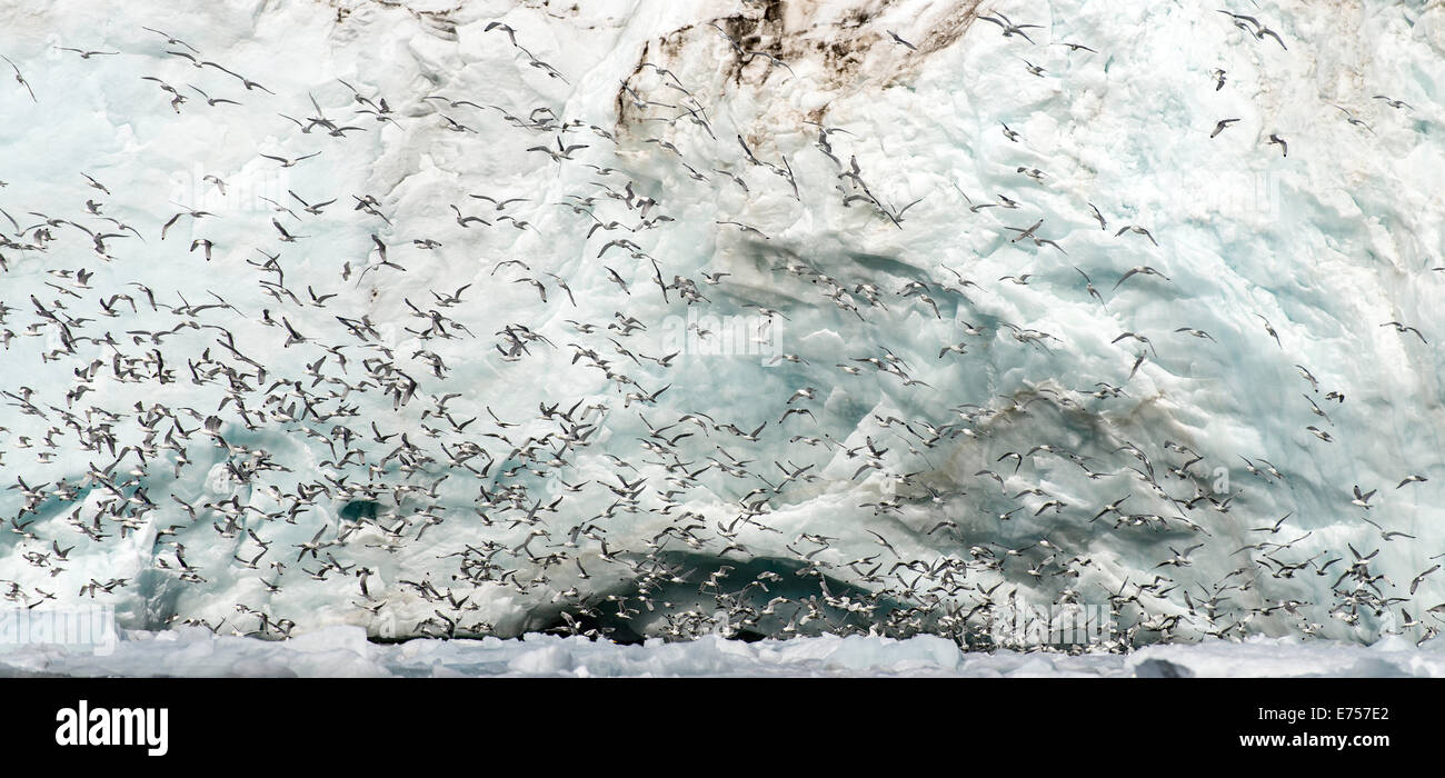 Gefundenes Fressen von Schwarz-legged Dreizehenmöwen Rissa Tridactyla Brepollen Spitzbergen Norwegen Polarkreis Skandinavien Europa Stockfoto