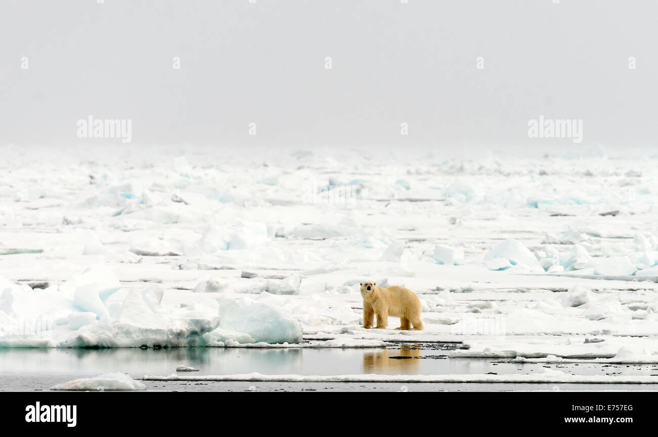 Eisbär (Ursus Maritimus) auf Packeis Spitzbergen Norwegen Polarkreis Skandinavien Europa Stockfoto
