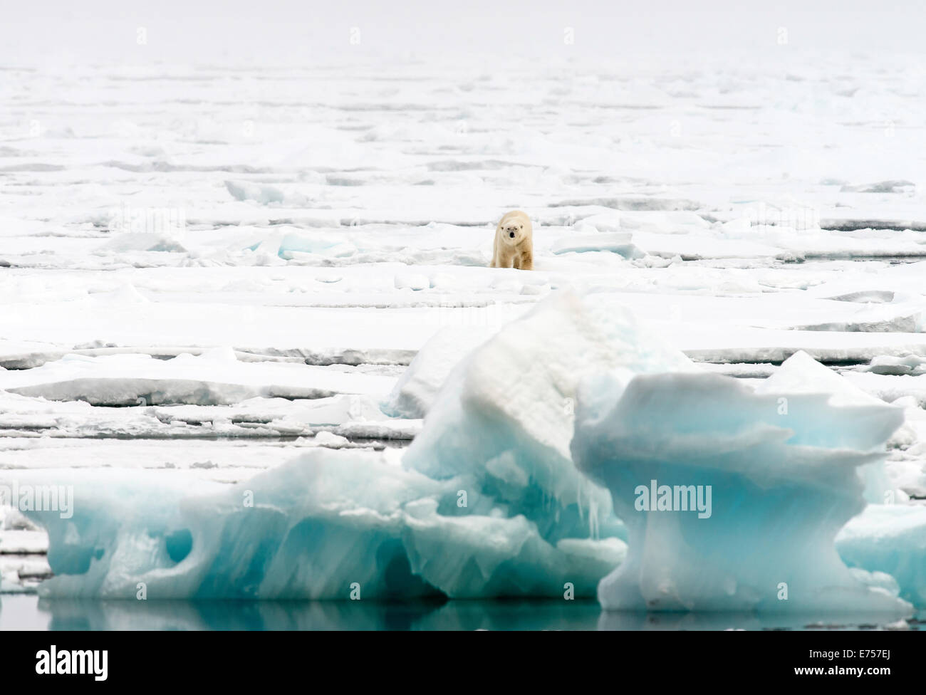 Eisbär (Ursus Maritimus) auf Packeis Spitzbergen Norwegen Polarkreis Skandinavien Europa Stockfoto