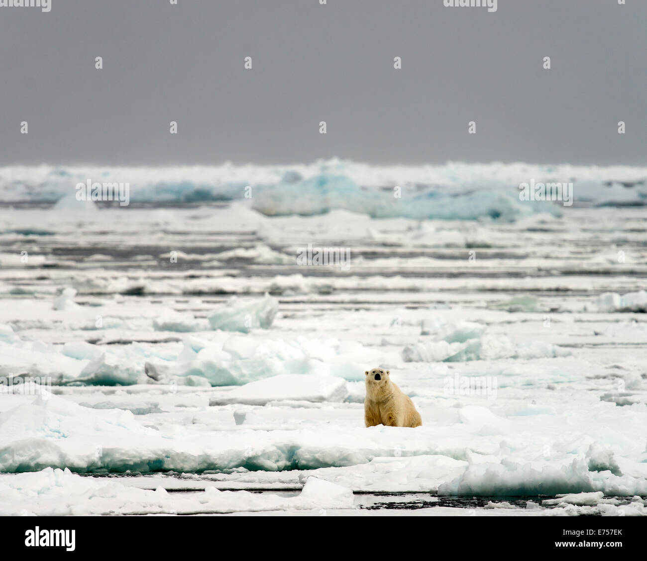 Eisbär (Ursus Maritimus) auf Packeis Spitzbergen Norwegen Polarkreis Skandinavien Europa Stockfoto