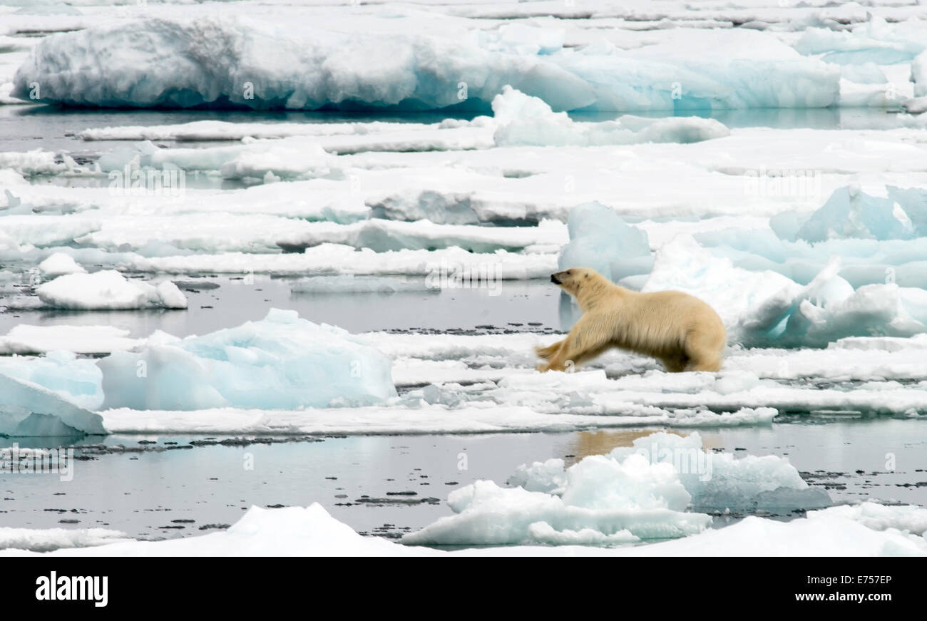 Eisbär (Ursus Maritimus) auf Packeis Spitzbergen Norwegen Polarkreis Skandinavien Europa Stockfoto