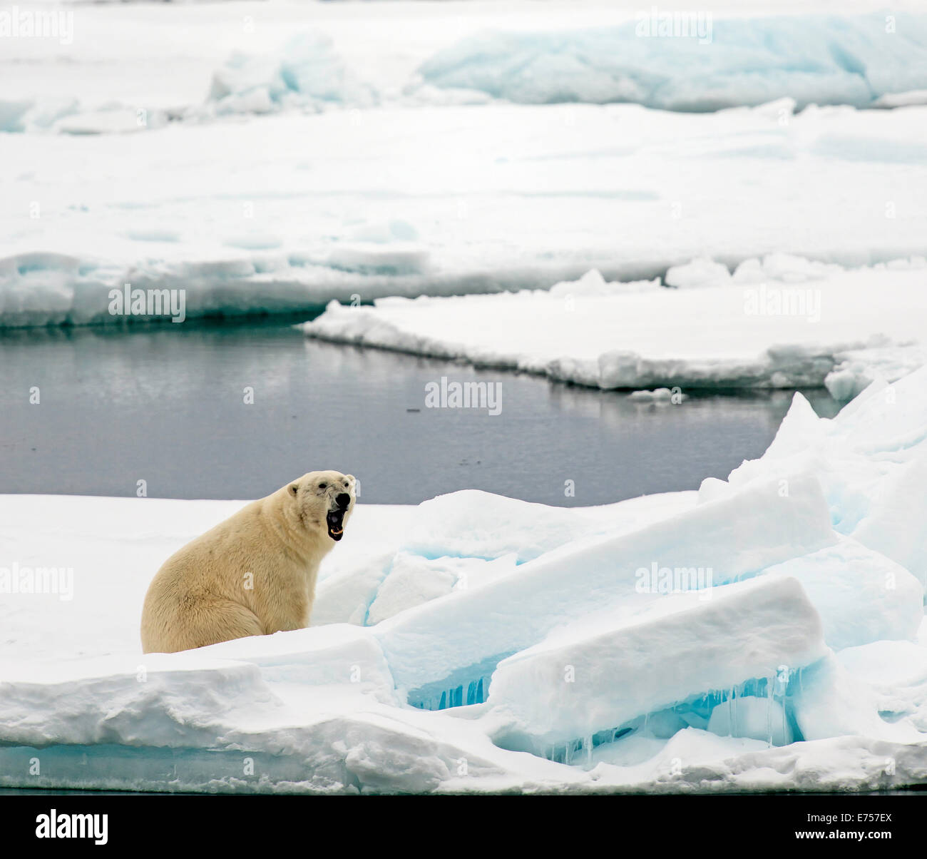 Eisbär (Ursus Maritimus) Gähnen auf Packeis Spitzbergen Norwegen Polarkreis Skandinavien Europa Stockfoto