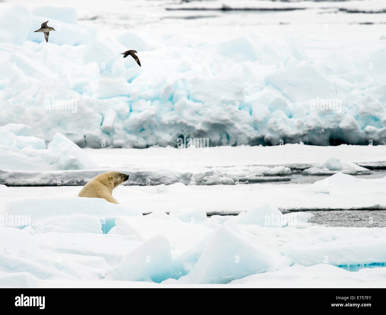 Eisbär (Ursus Maritimus) auf Packeis mit Vögel fliegen über Spitzbergen Norwegen Polarkreis Skandinavien Europa Stockfoto