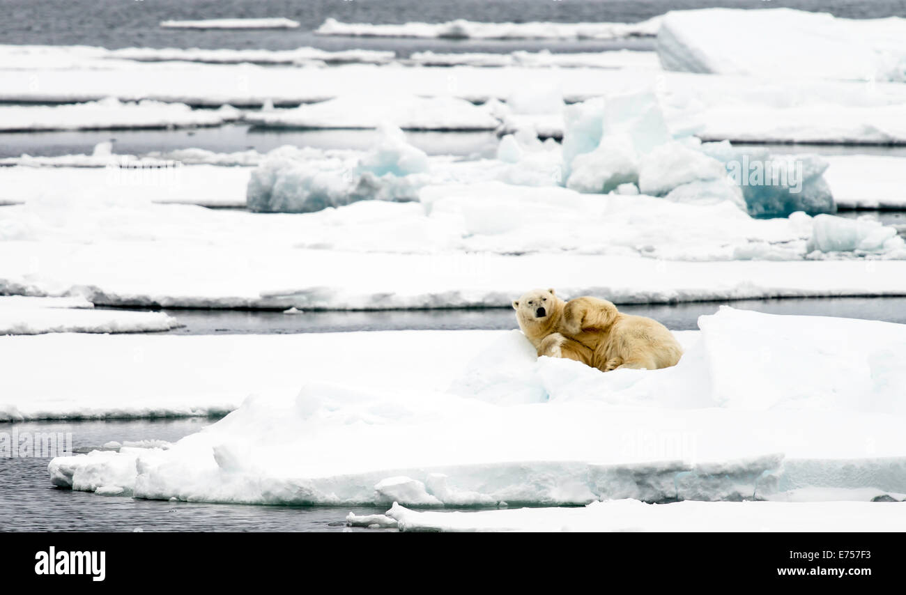 Eisbär (Ursus Maritimus) auf Packeis Spitzbergen Norwegen Polarkreis Skandinavien Europa Stockfoto