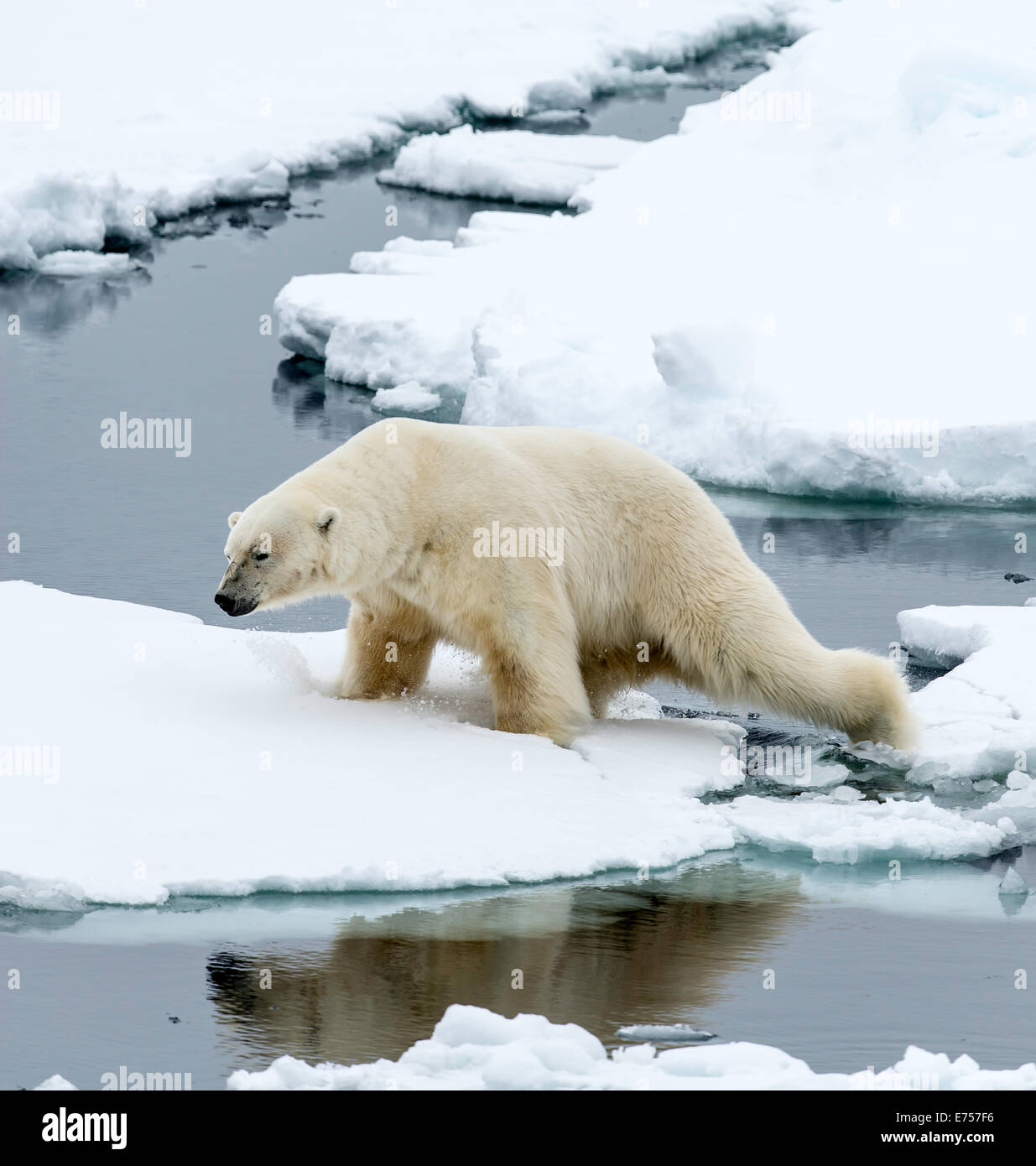 Eisbär (Ursus Maritimus) zu Fuß auf Pack Eis Spitzbergen Norwegen Polarkreis Skandinavien Europa Stockfoto