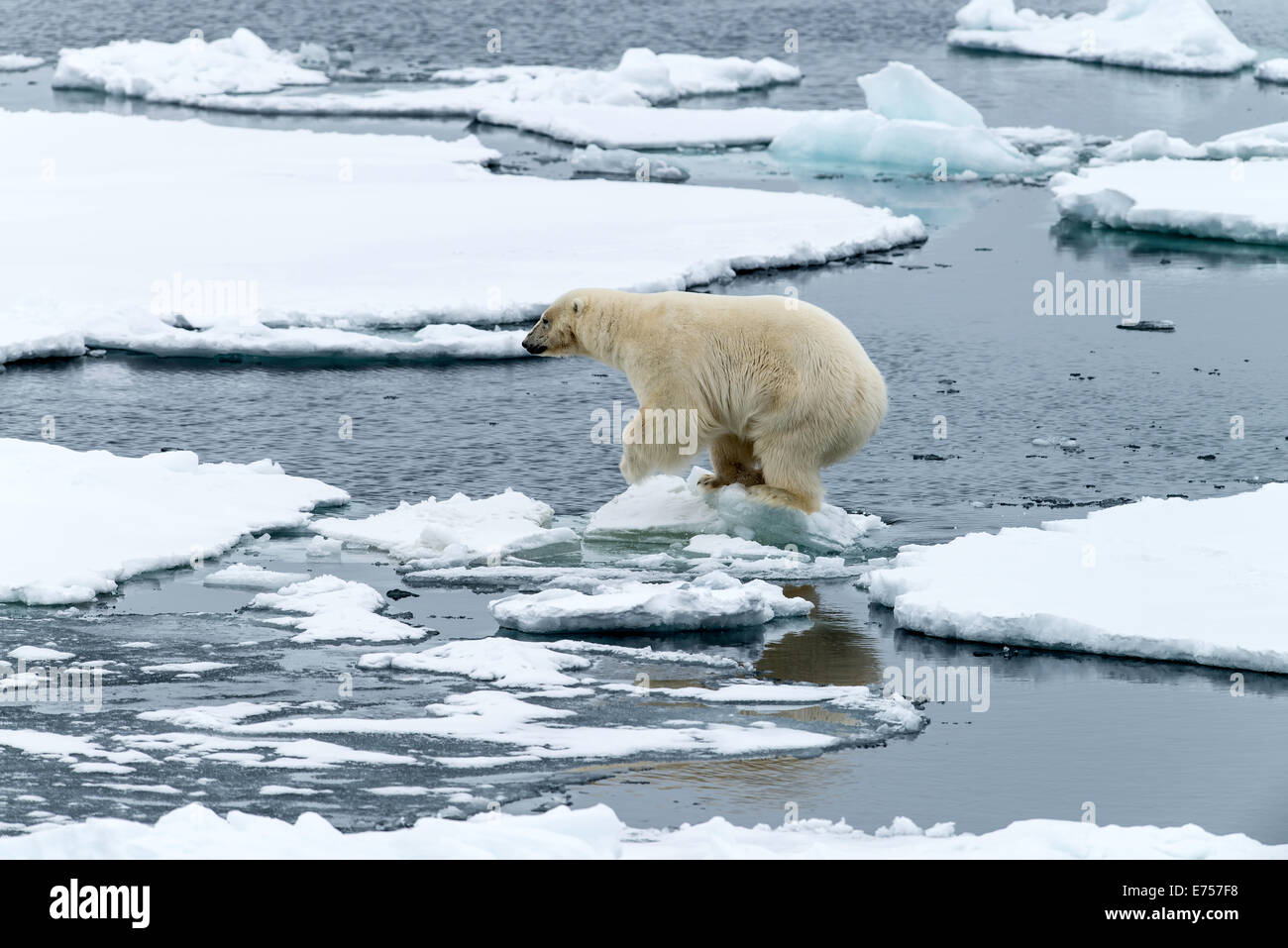 Eisbär (Ursus Maritimus) zu Fuß auf Pack Eis Spitzbergen Norwegen Polarkreis Skandinavien Europa Stockfoto