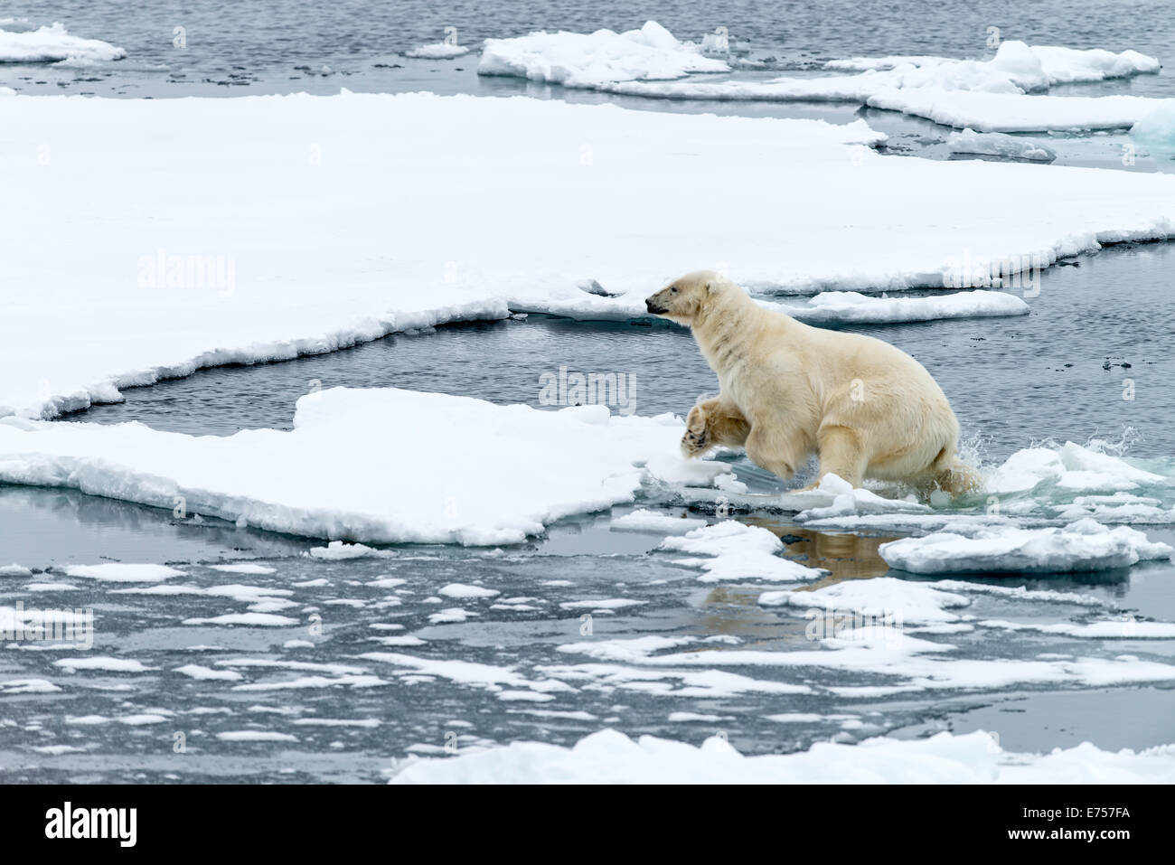 Eisbär (Ursus Maritimus) zu Fuß auf Pack Eis Spitzbergen Norwegen Polarkreis Skandinavien Europa Stockfoto