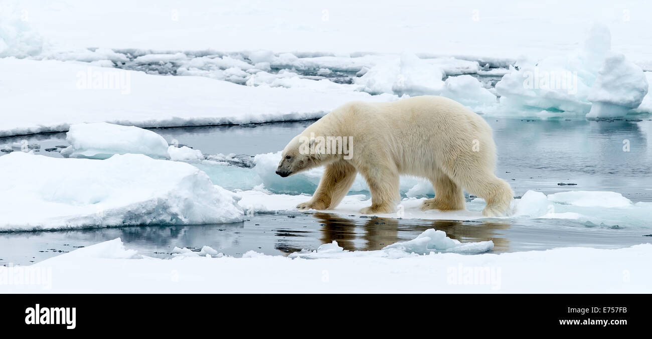 Eisbär (Ursus Maritimus) zu Fuß auf Pack Eis Spitzbergen Norwegen Polarkreis Skandinavien Europa Stockfoto