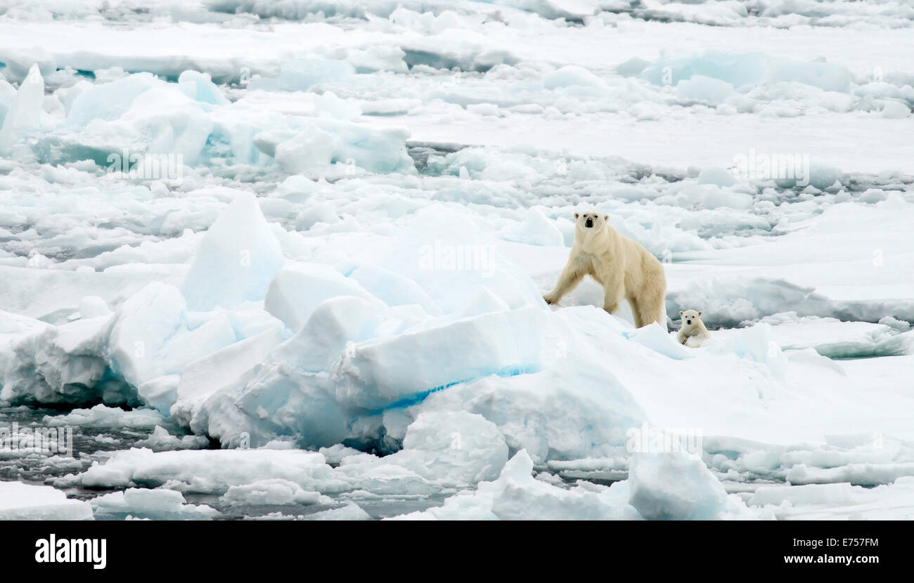 Weiblicher Eisbär (Ursus Maritimus) und Cub zu Fuß auf Packeis Spitzbergen Norwegen Polarkreis Skandinavien Europa Stockfoto