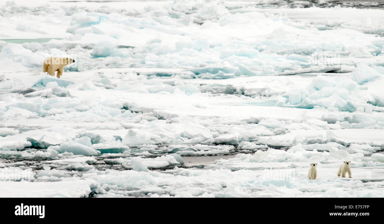 Weiblicher Eisbär (Ursus Maritimus) und jungen gehen auf Packeis Spitzbergen Norwegen Polarkreis Skandinavien Europa Stockfoto