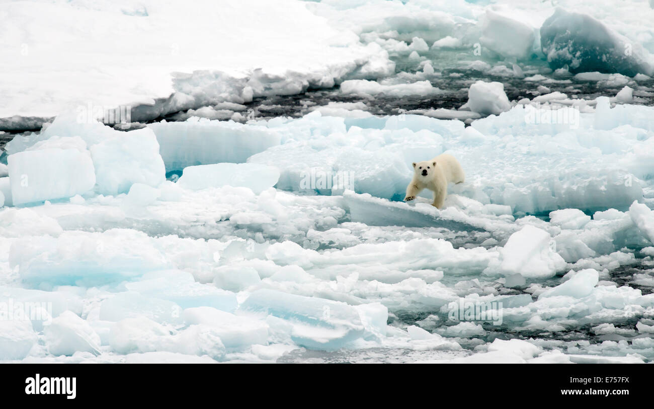 Polar Bear Cub (Ursus Maritimus) zu Fuß auf Packeis Spitzbergen Norwegen Polarkreis Skandinavien Europa Stockfoto