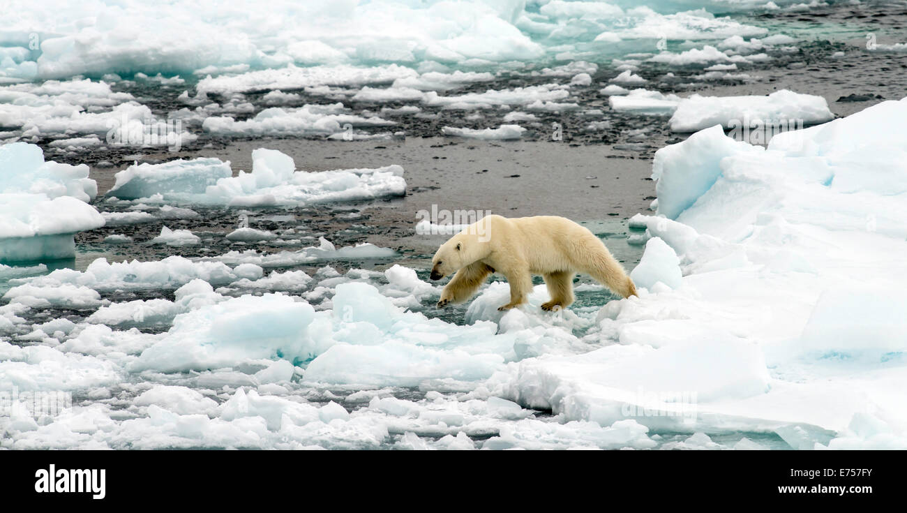 Eisbär (Ursus Maritimus) zu Fuß auf Pack Eis Spitzbergen Norwegen Polarkreis Skandinavien Europa Stockfoto
