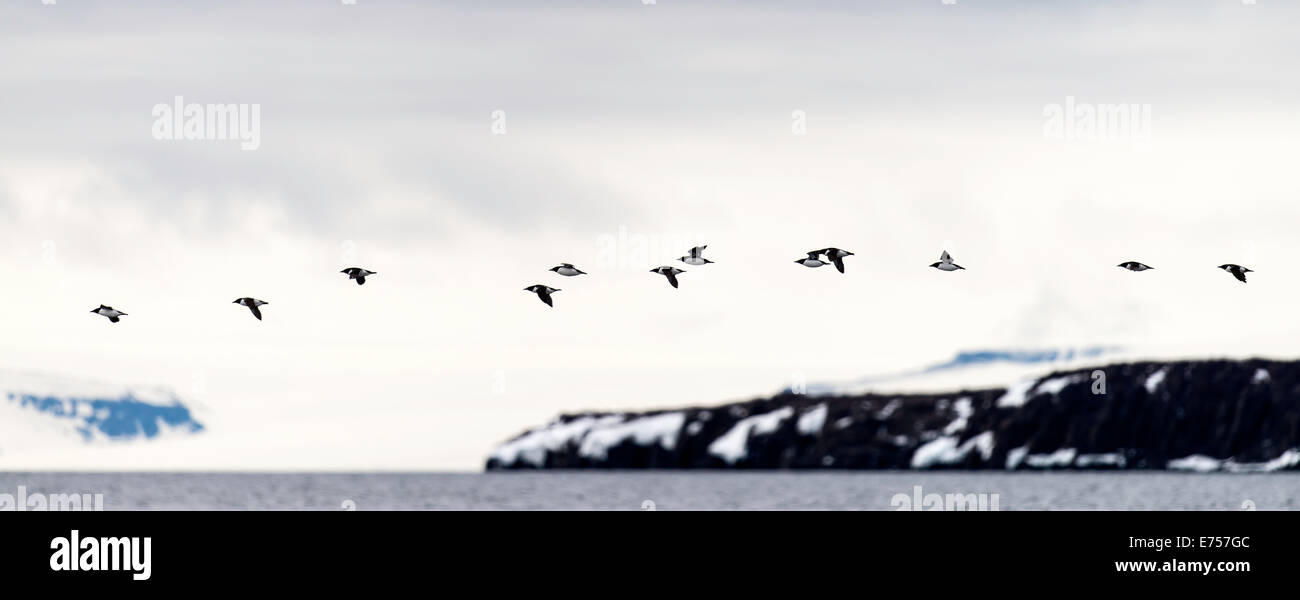 Schwarz Trottellummen (Cepphus Grylle) fliegen über Torellneset Spitzbergen Norwegen Polarkreis Skandinavien Europa Stockfoto