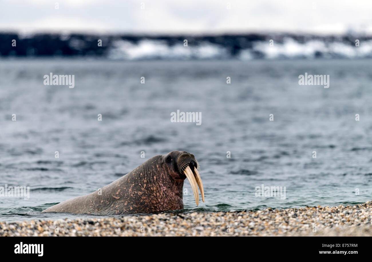 Atlantische Walrosse (Odobenus Rosmarus) Torellneset Spitzbergen Norwegen Polarkreis Skandinavien Europa Stockfoto