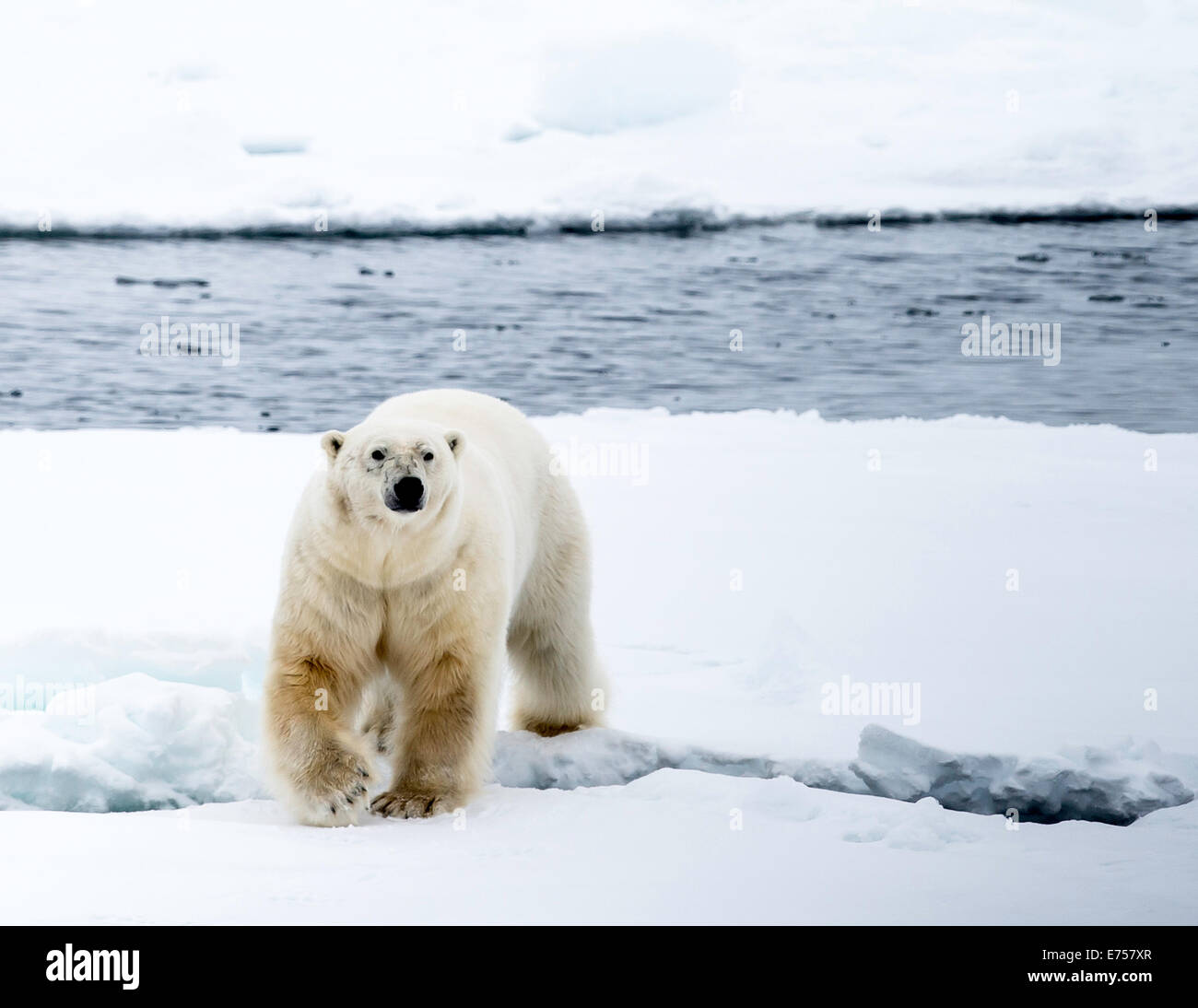 Eisbär (Ursus Maritimus) auf Packeis Spitzbergen Norwegen Polarkreis Skandinavien Europa Stockfoto