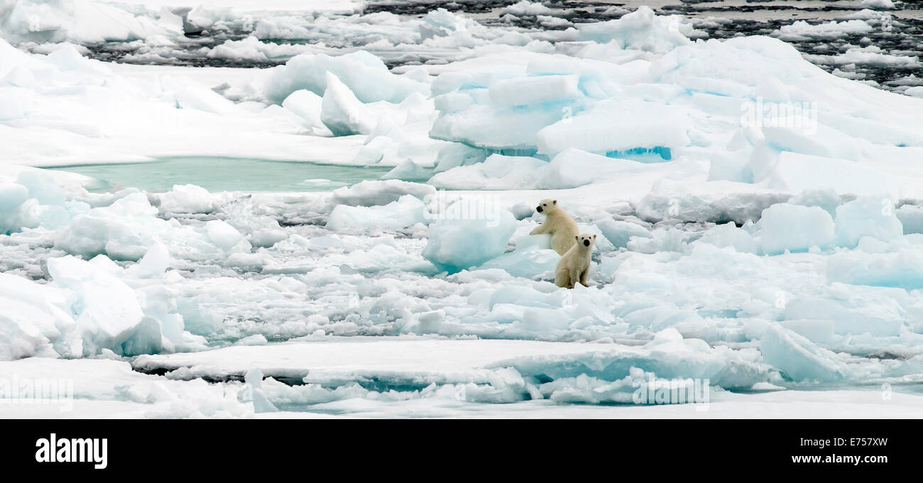 Polar Bear Cubs (Ursus Maritimus) spielen auf Packeis Spitzbergen Norwegen Polarkreis Skandinavien Europa Stockfoto