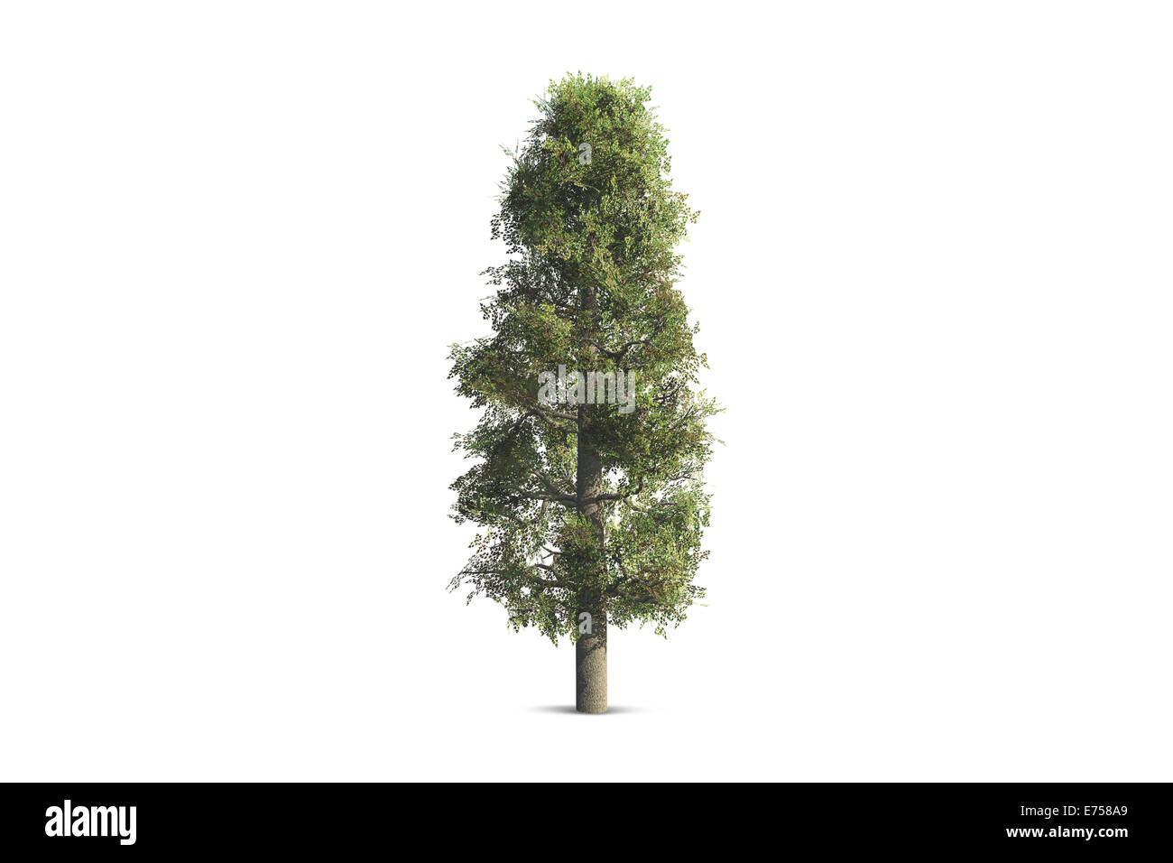 Einzelner Baum, isoliert auf weißem Hintergrund. Stockfoto