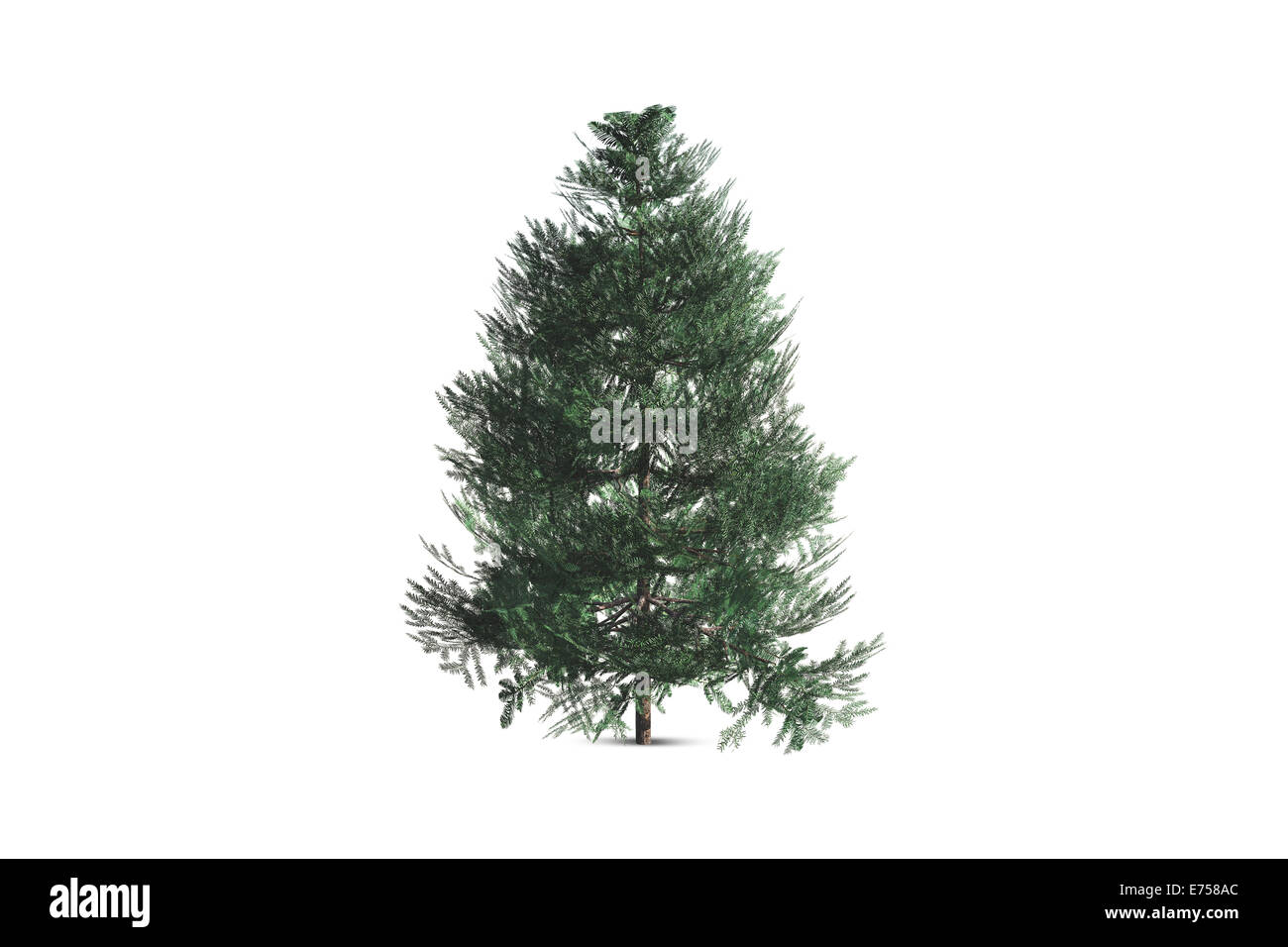 Einzelner Baum, isoliert auf weißem Hintergrund. Stockfoto