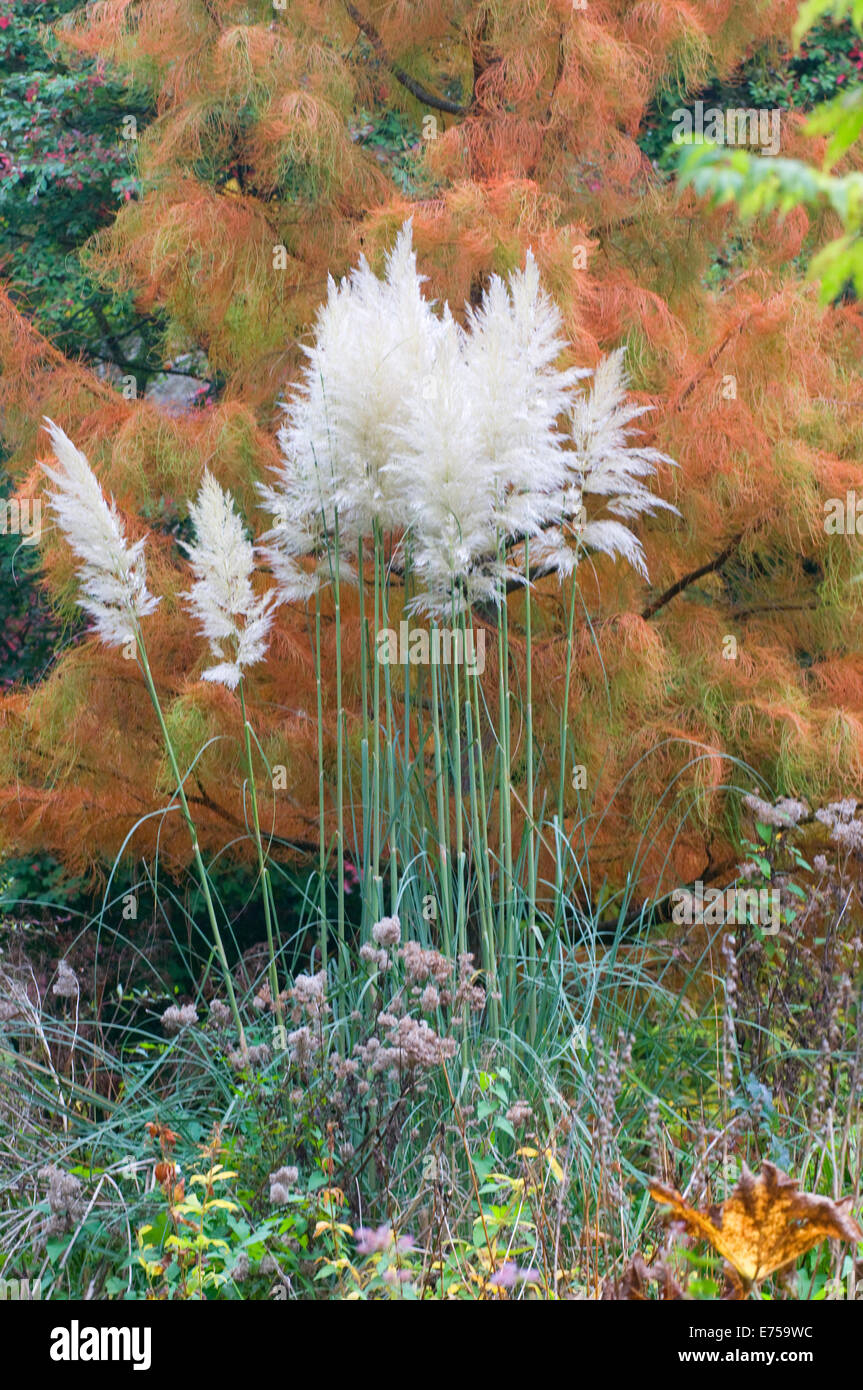 Ornamentale Pampasgras Cortaderia Selloana (Poaceae / Grimineae) mit herbstlichen Acer Baum im Hintergrund Stockfoto