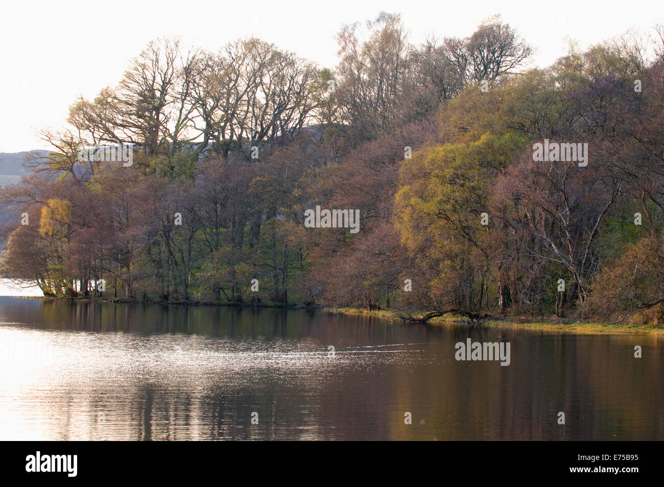 Uferlinie auf See von Menteith Trossachs Stirling, Schottland Stockfoto