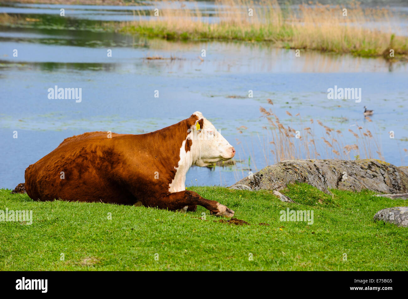 Schweden, Huddinge. Ågestasjön ist ein Freswater-See und ein Schutzgebiet für Vögel. Stockfoto