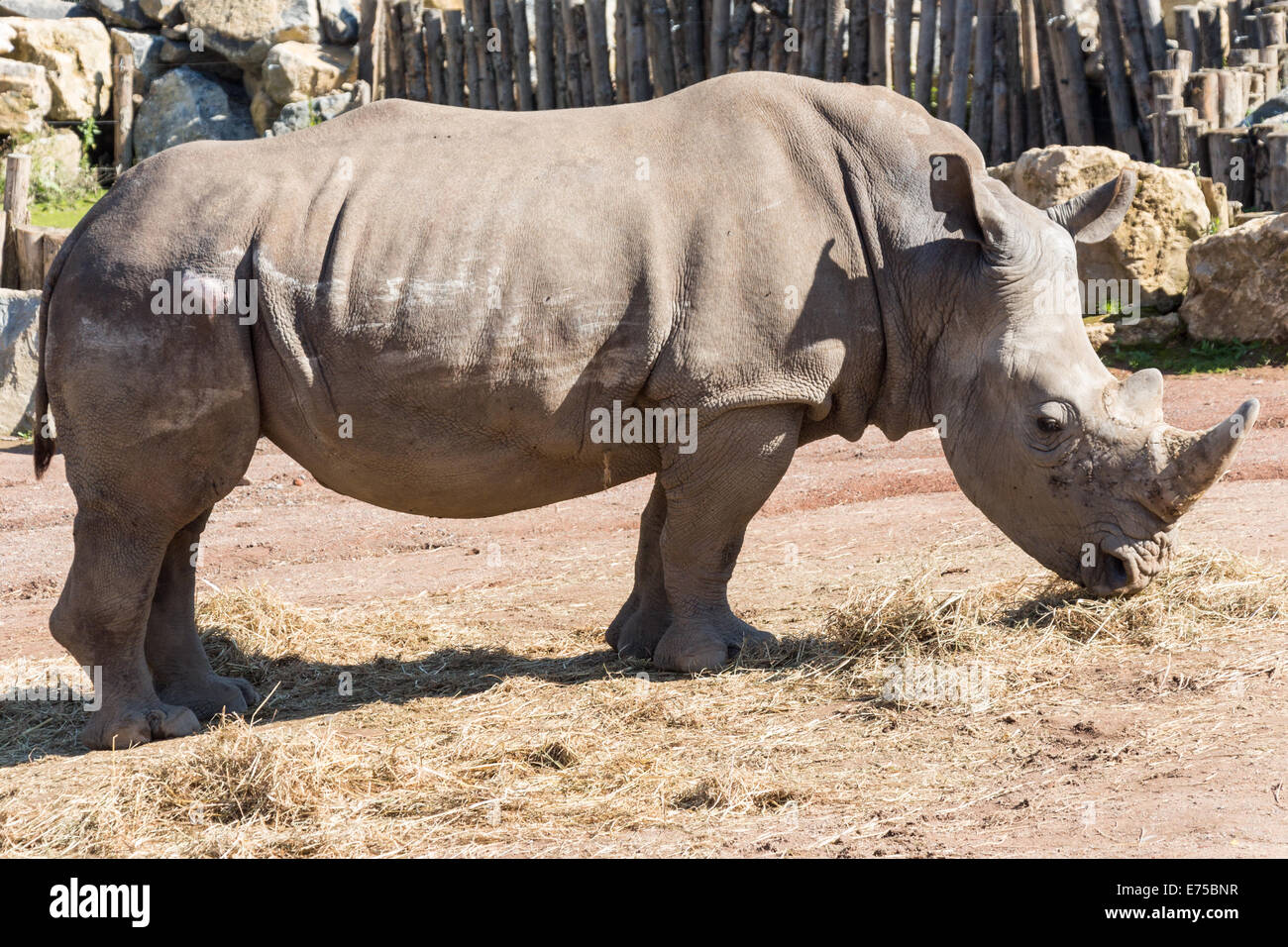 Weißes Nashorn Essen Heu in einem zoo Stockfoto