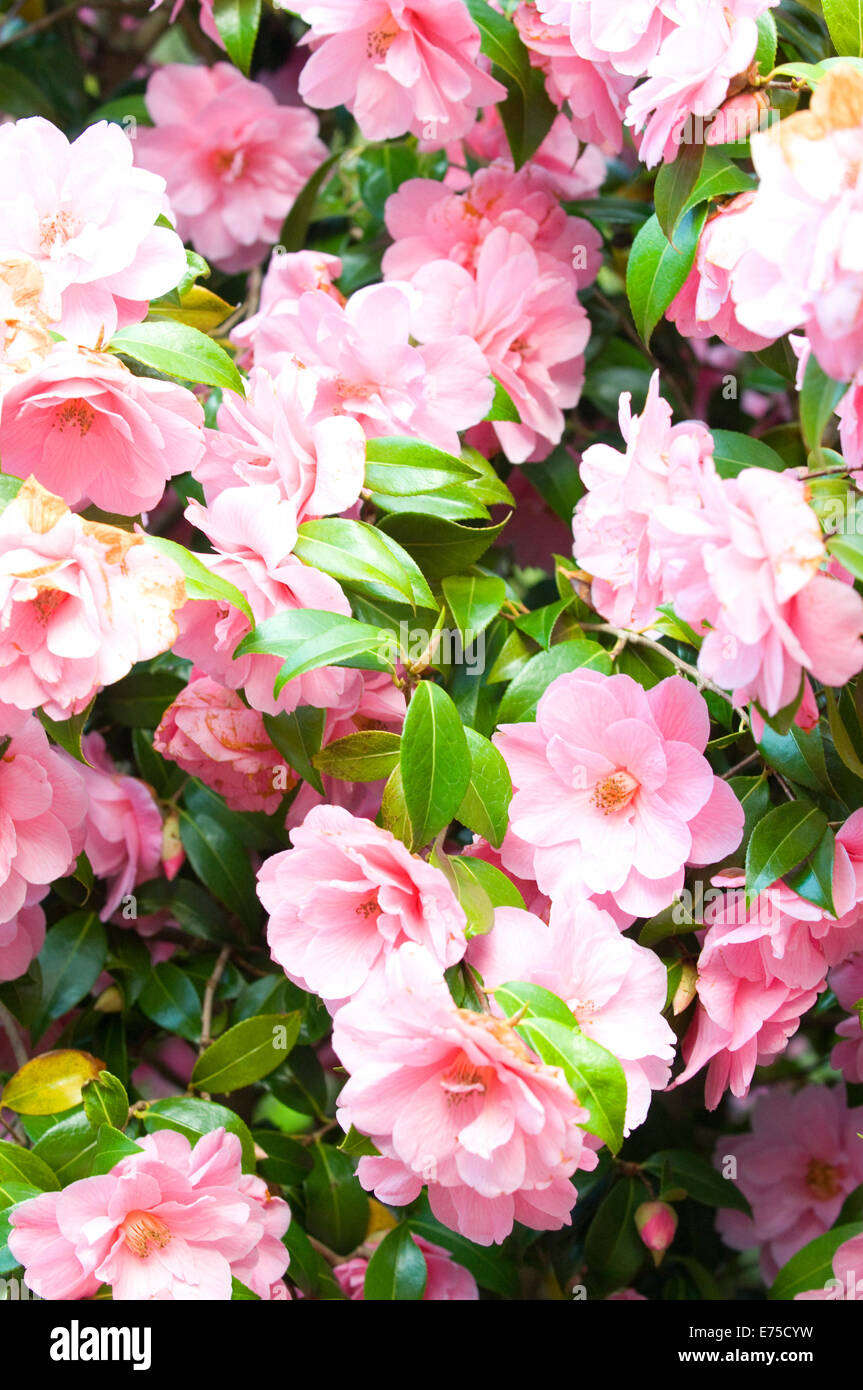 Camelia Strauch mit einer Fülle von rosa und weißen Blüten Stockfoto