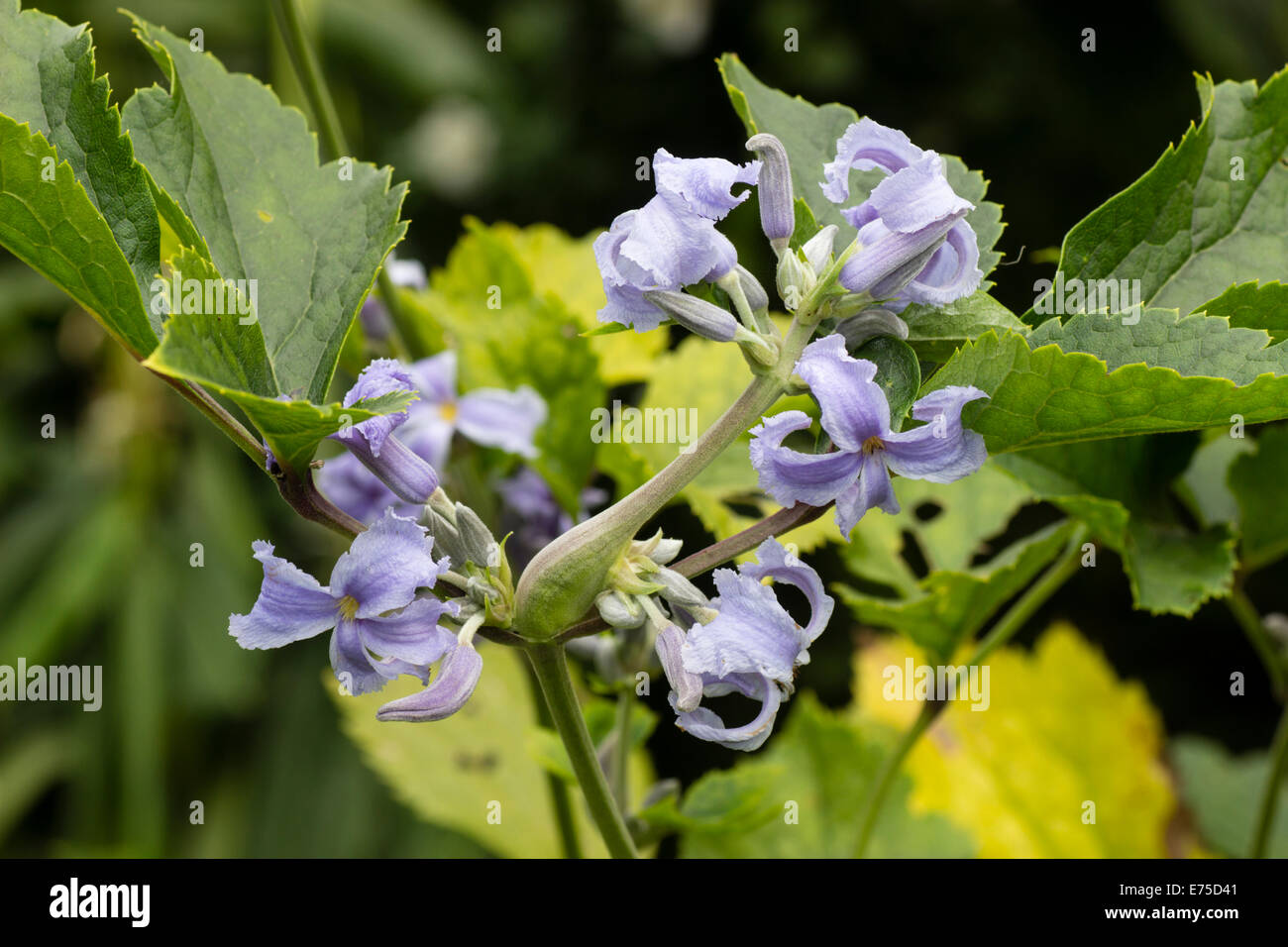 Offenen konfrontiert Röhrenblüten nicht klettern Clematis heracleifolia Stockfoto