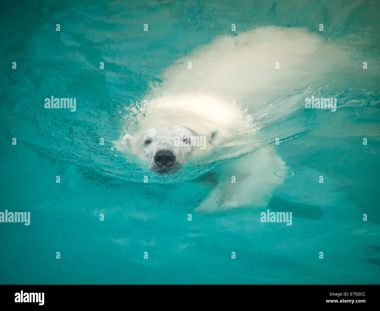 Anane, der resident weiblicher Eisbär der Lincoln Park Zoo in Chicago, schwimmt in ihrem Pool an einem heißen, Sommertag. Stockfoto