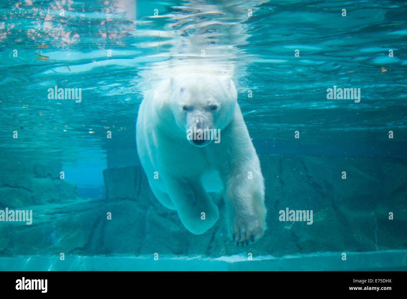 Anane, der resident weiblicher Eisbär der Lincoln Park Zoo in Chicago, schwimmt unter Wasser an einem heißen Sommertag. Stockfoto